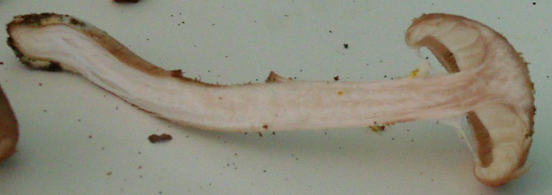 Armillaria gallica?