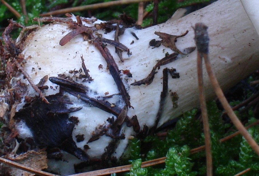 PINETA: Clitocybe clavipes?