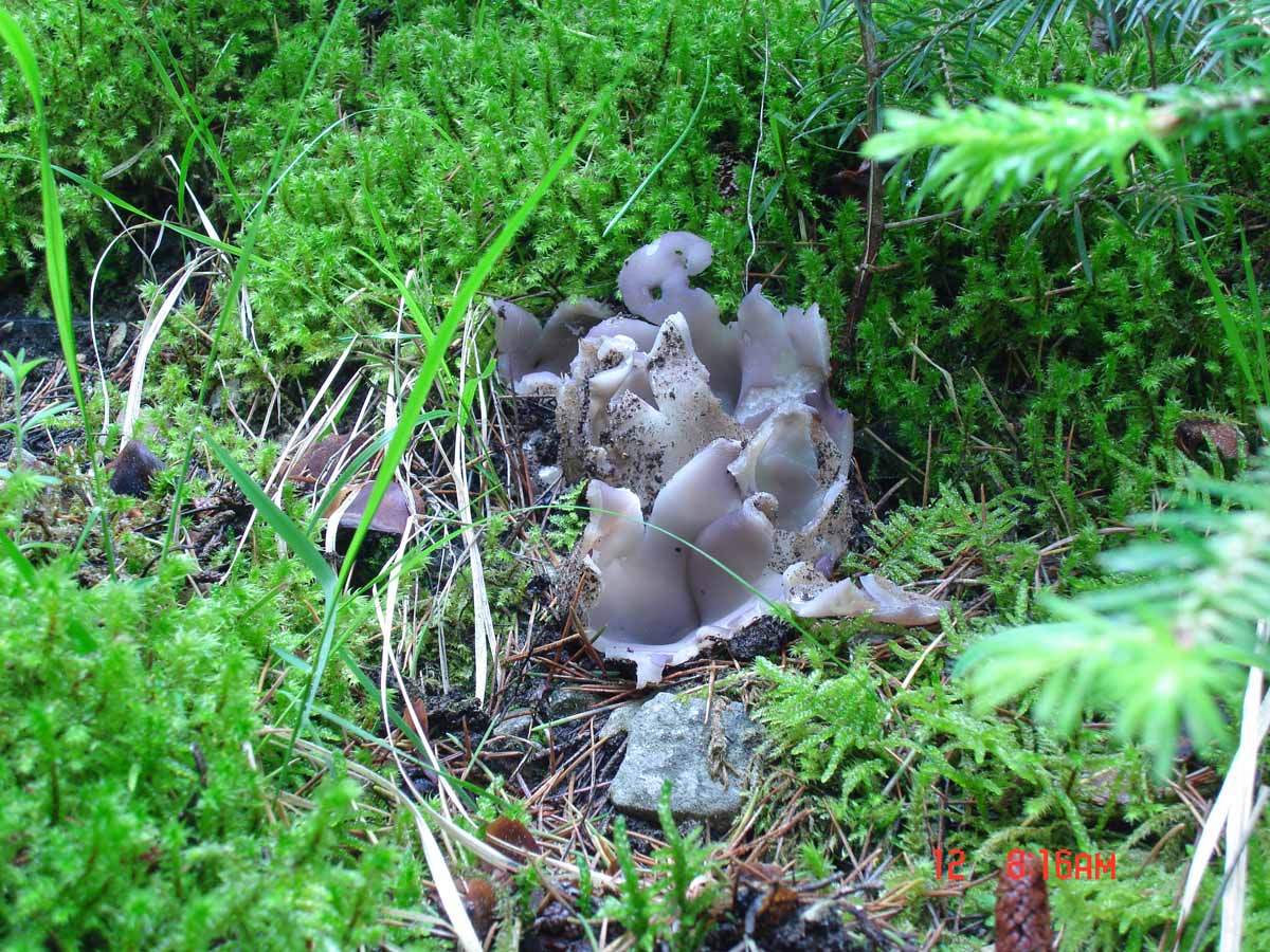 Sarcosphaera crassa? [da determinare/confermare]