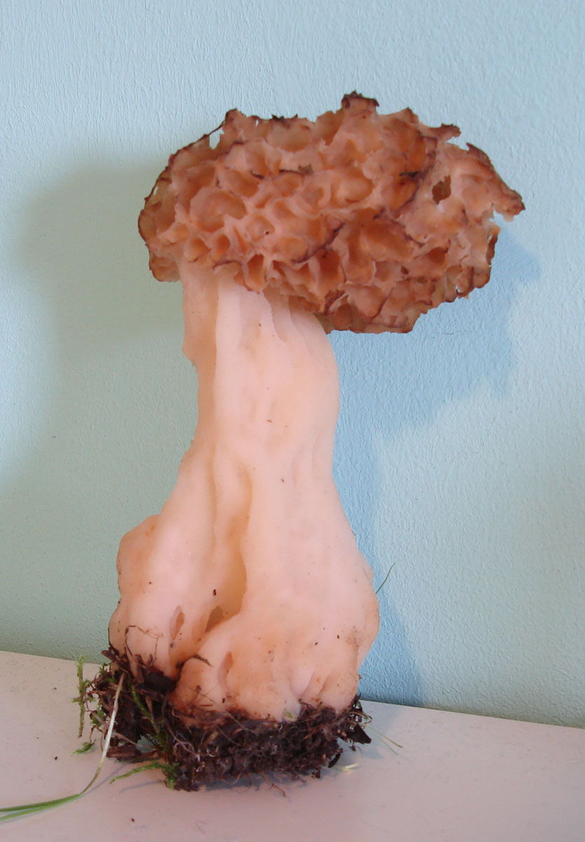 Morchella esculenta var. rotunda?