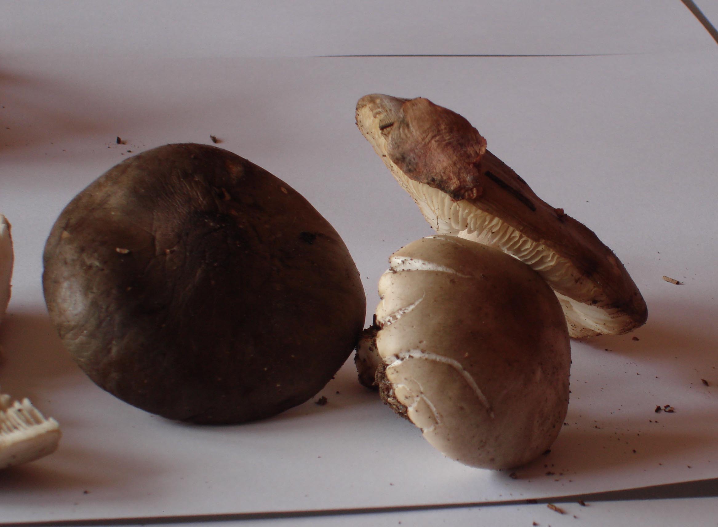 28/05/2010: in abetaia - forse Tricholoma?