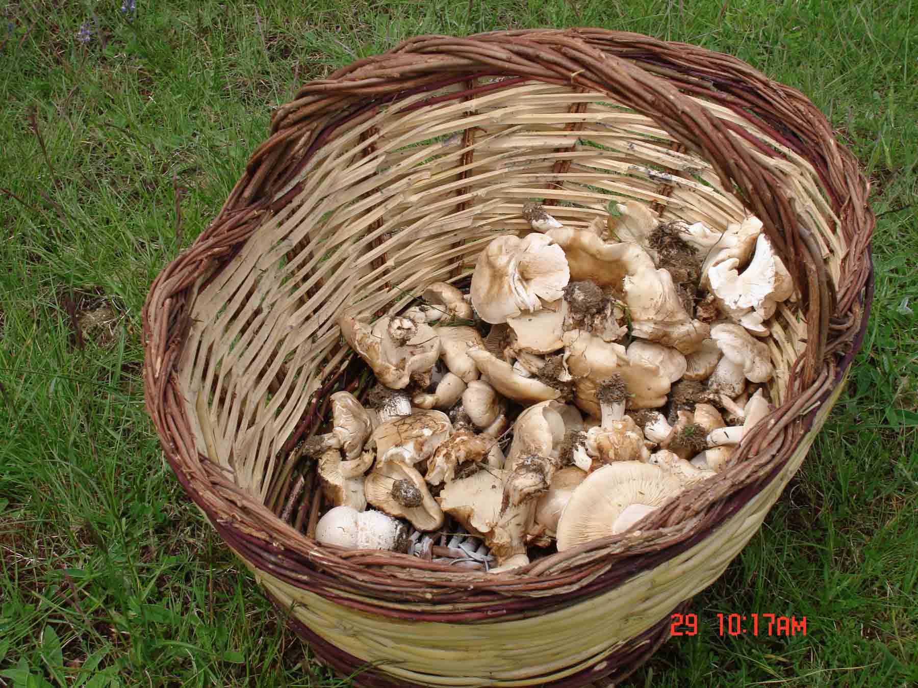 Calocybe gambosa!!!! (chiedo conferma)