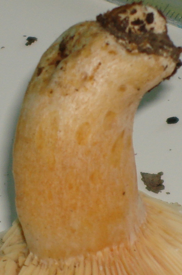 Escursione in castagneto; Genere: Lactarius, Specie: ???