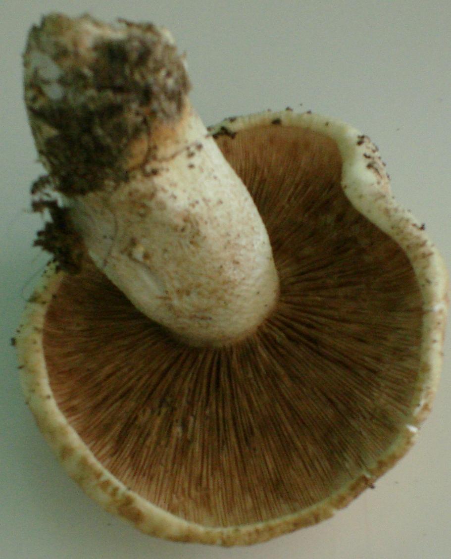 Castagneto/Querceto; Genere: Tricholoma??, Specie: ???