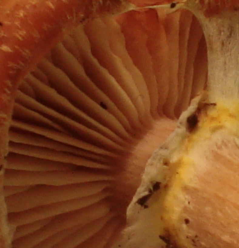 Armillaria gallica?