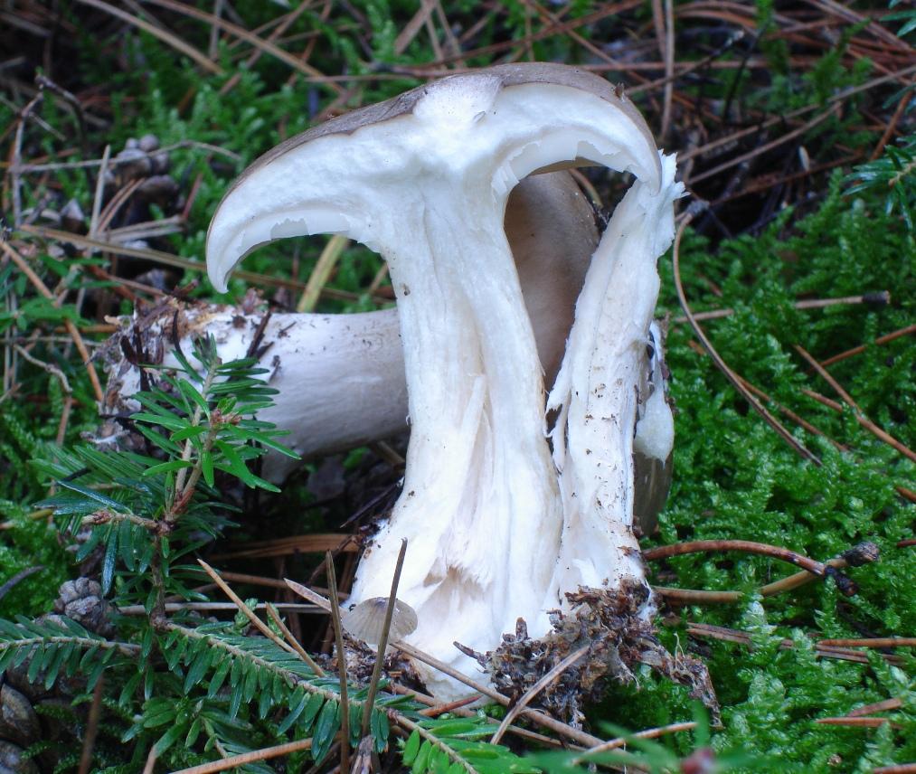 PINETA: Clitocybe clavipes?