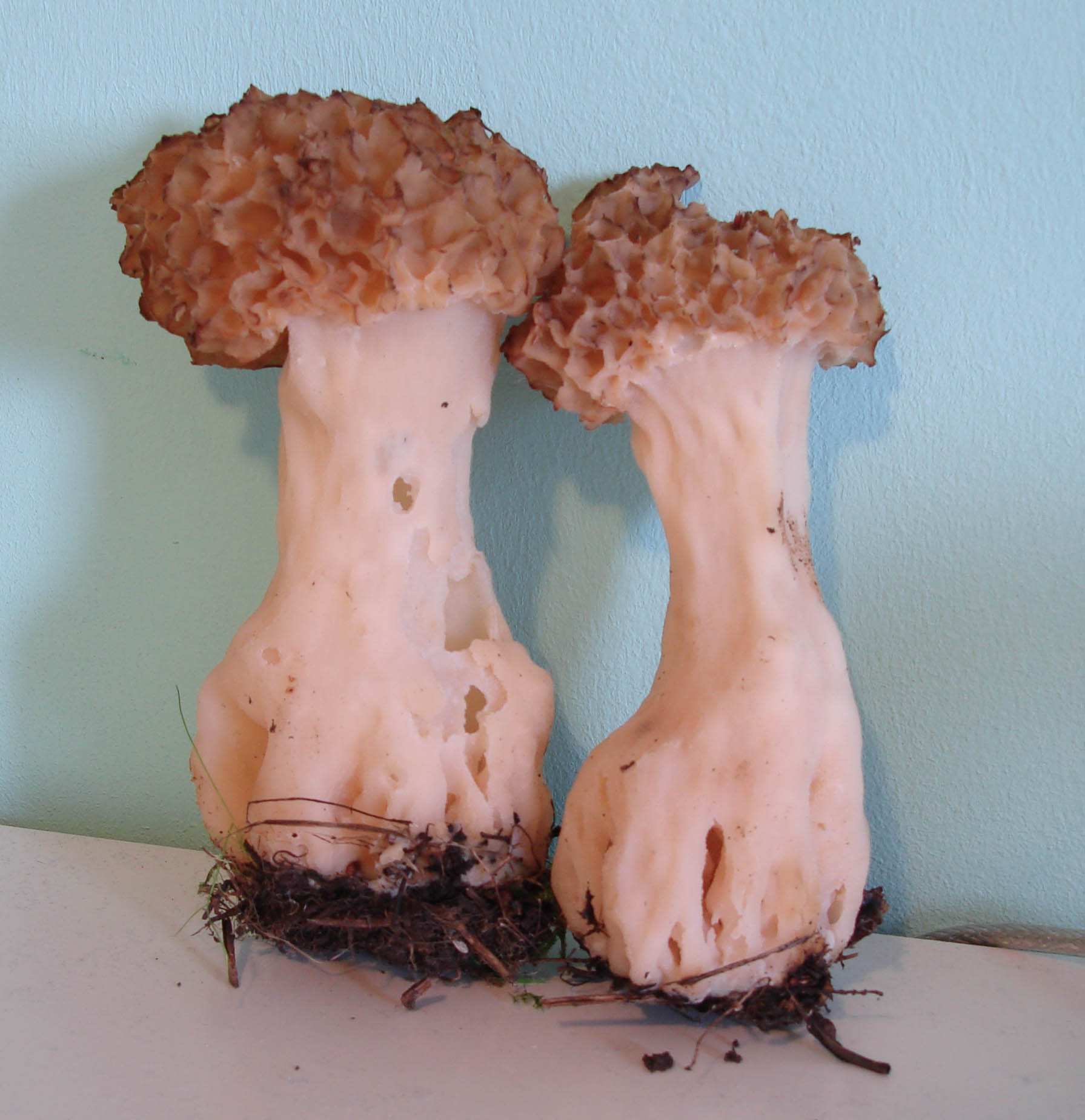 Morchella esculenta var. rotunda?