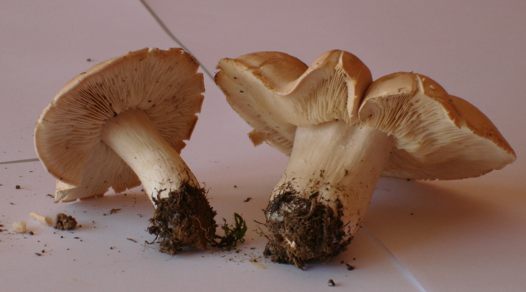 Calocybe gambosa!!!! (chiedo conferma)
