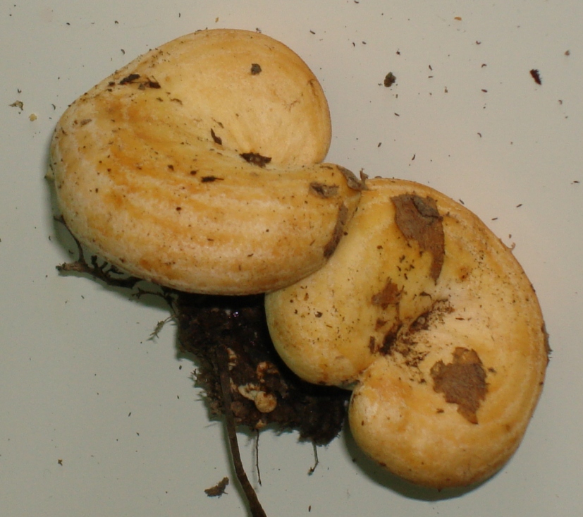 Escursione in castagneto; Genere: Lactarius, Specie: ???