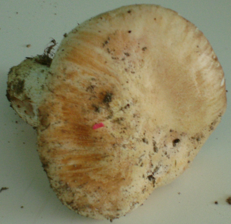 Castagneto/Querceto; Genere: Tricholoma??, Specie: ???