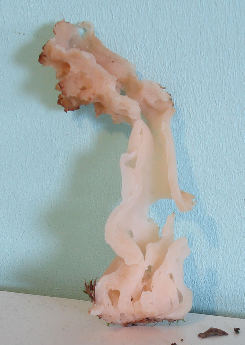 Morchella esculenta var. rotunda?