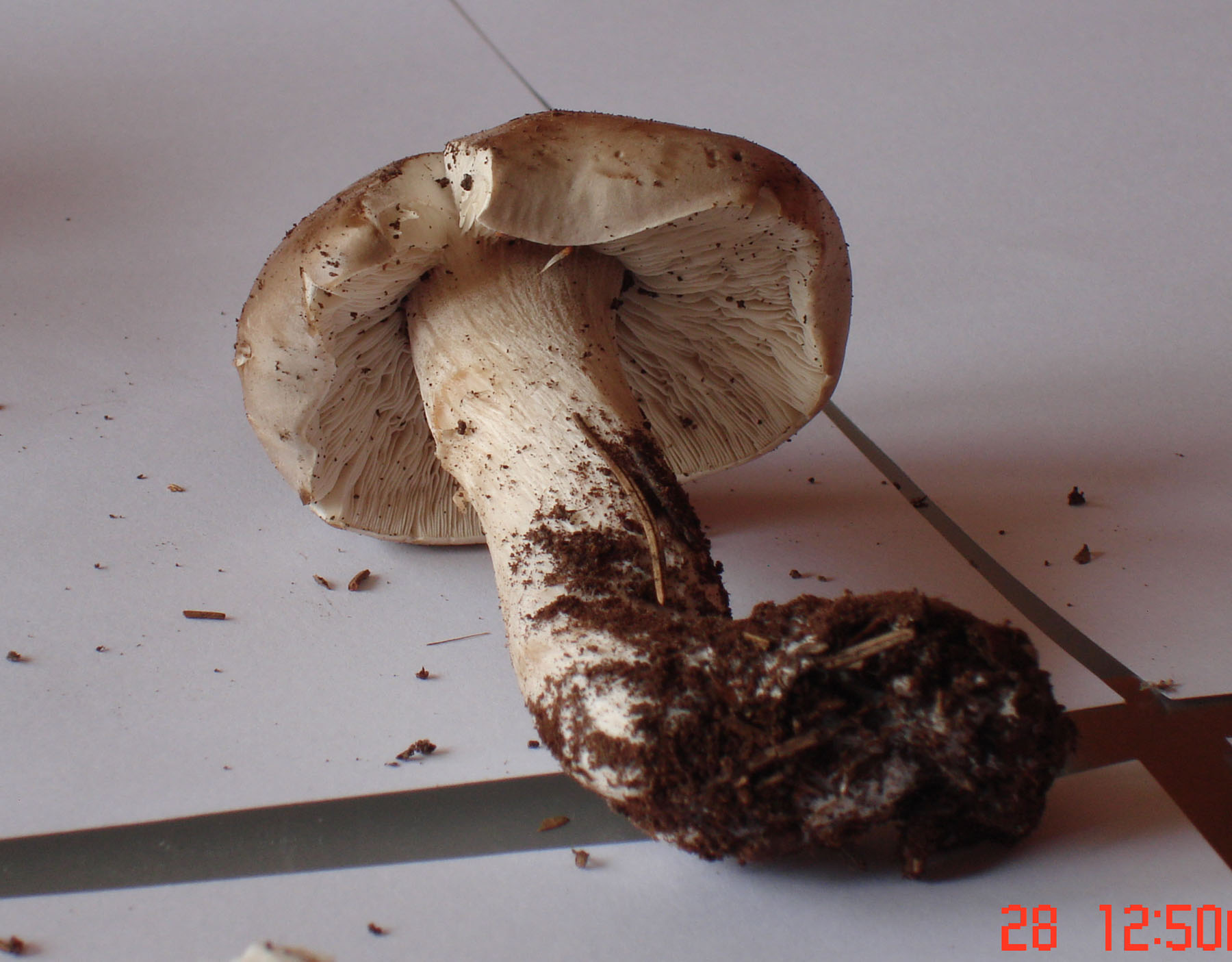 28/05/2010: in abetaia - forse Tricholoma?