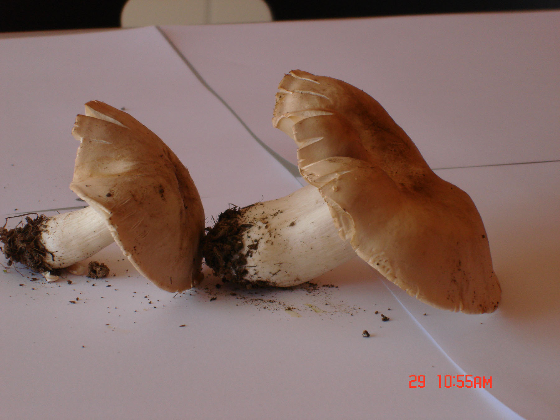 Calocybe gambosa!!!! (chiedo conferma)