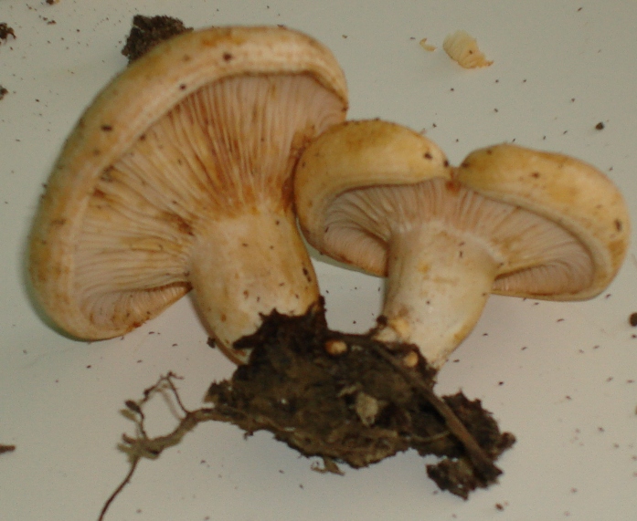 Escursione in castagneto; Genere: Lactarius, Specie: ???
