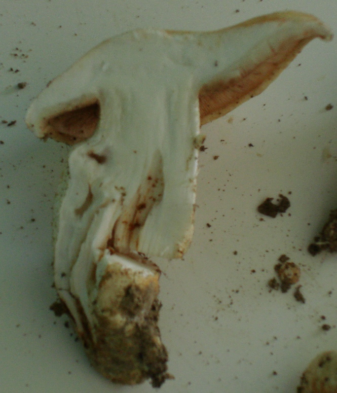 Castagneto/Querceto; Genere: Tricholoma??, Specie: ???