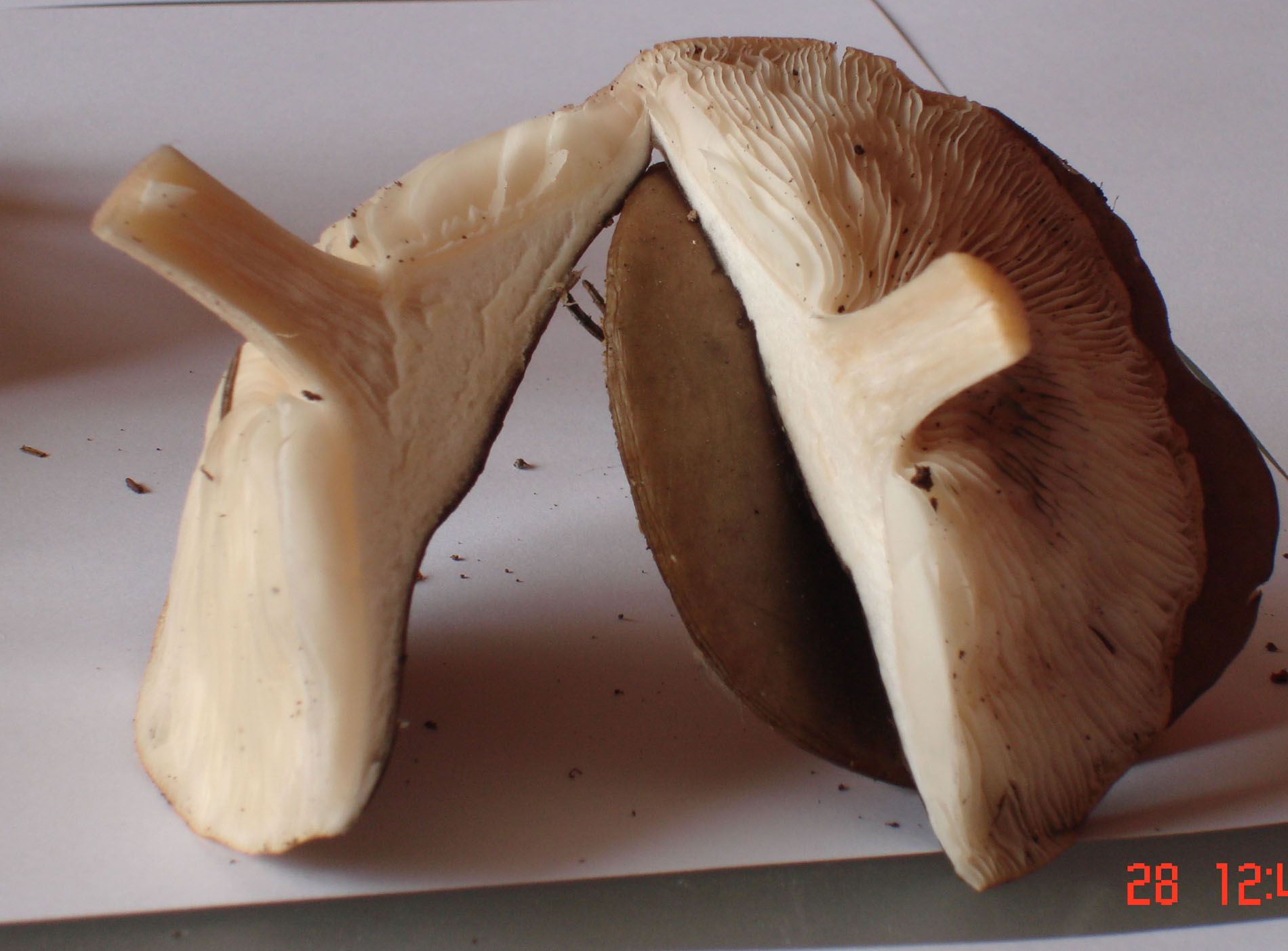 28/05/2010: in abetaia - forse Tricholoma?