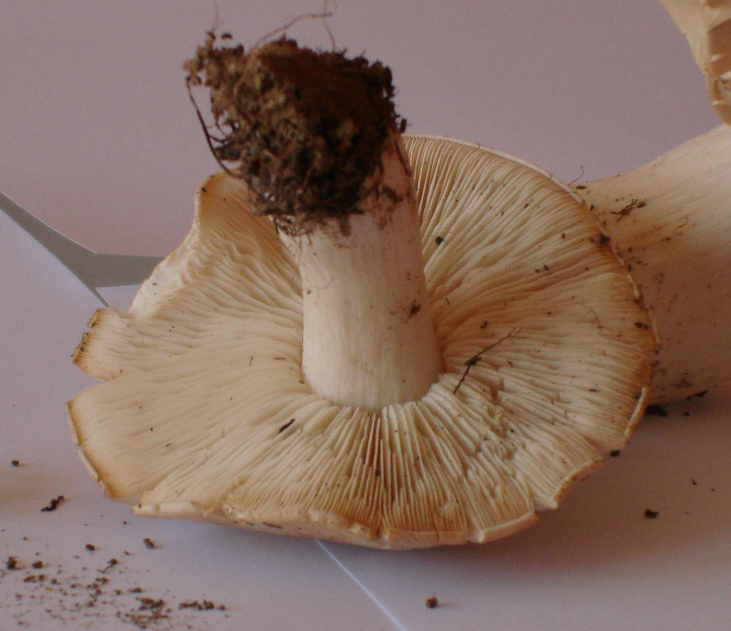 Calocybe gambosa!!!! (chiedo conferma)