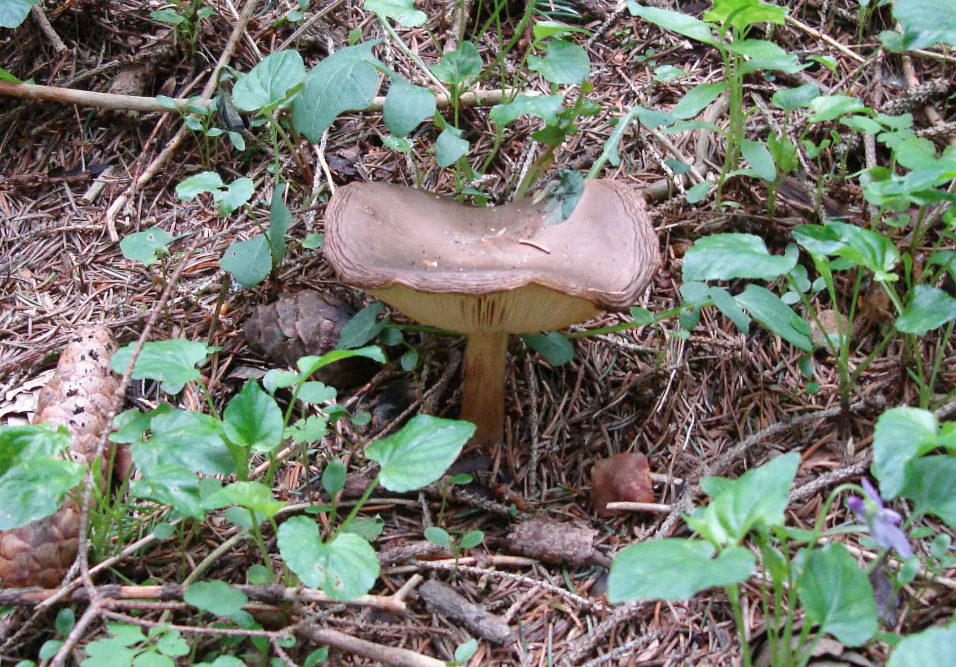 28/05/2010: in abetaia - forse Tricholoma?