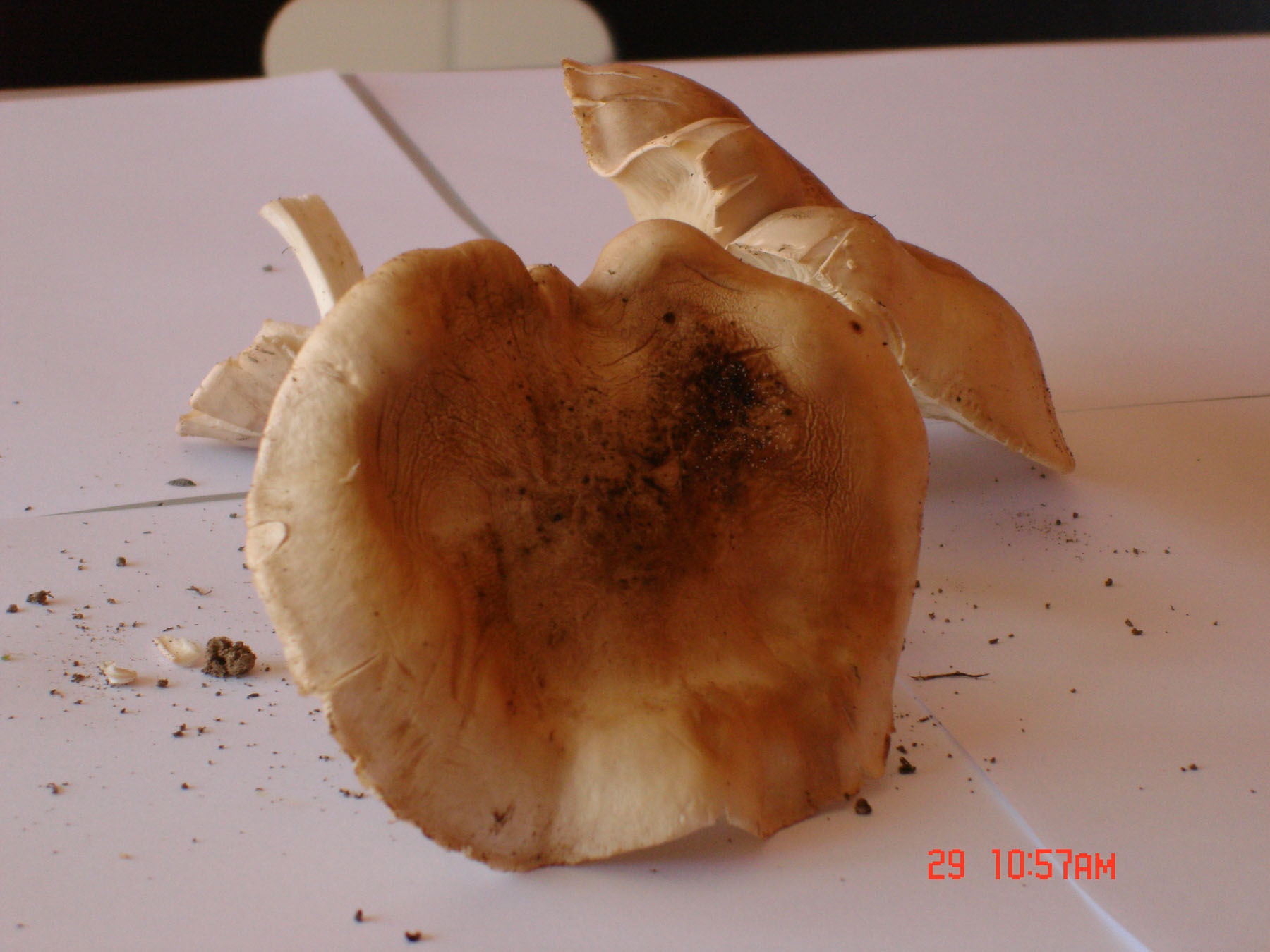 Calocybe gambosa!!!! (chiedo conferma)
