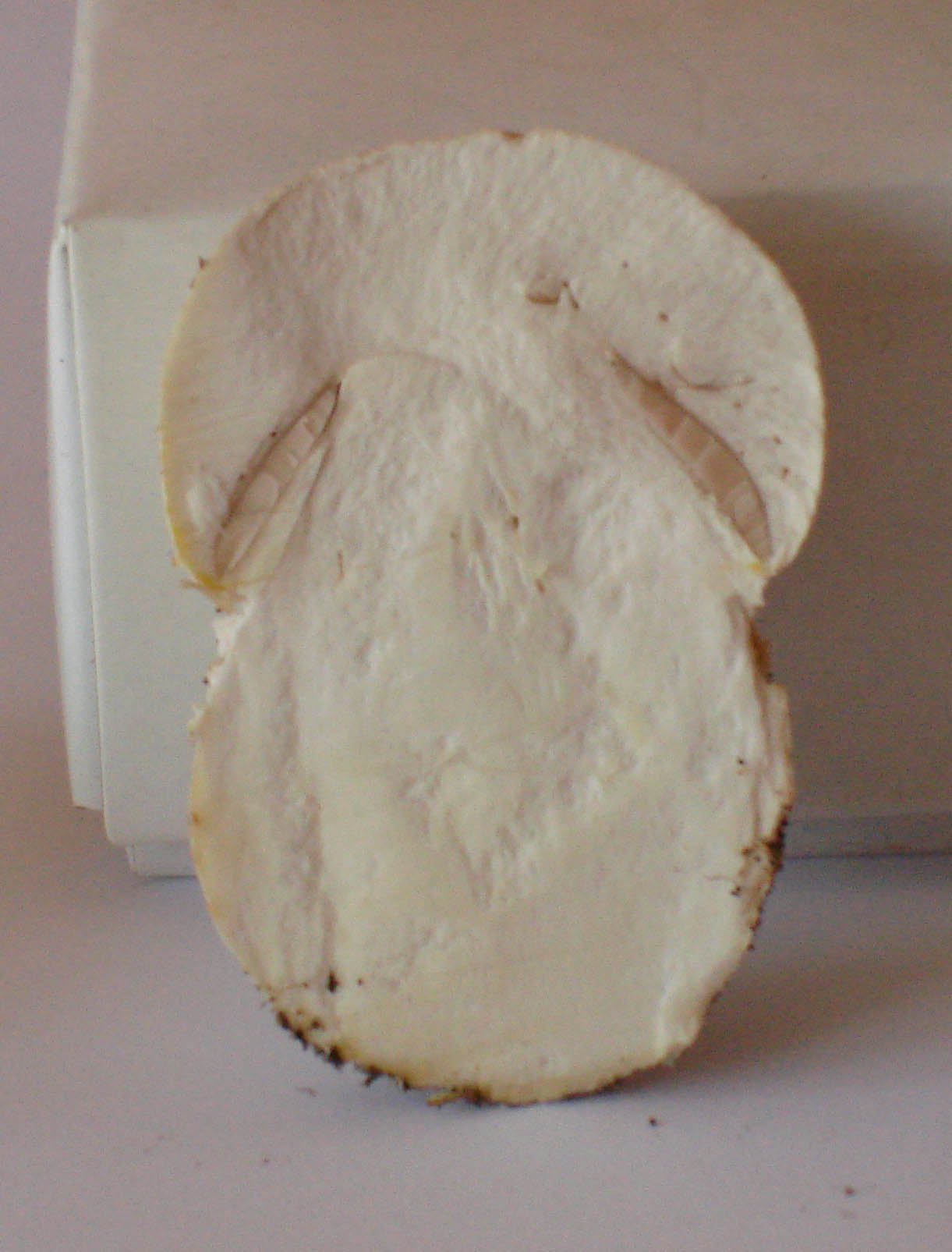 [semi-quiz] 29/05/2010 - Agaricus urinascens?