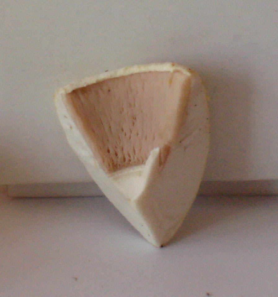 [semi-quiz] 29/05/2010 - Agaricus urinascens?