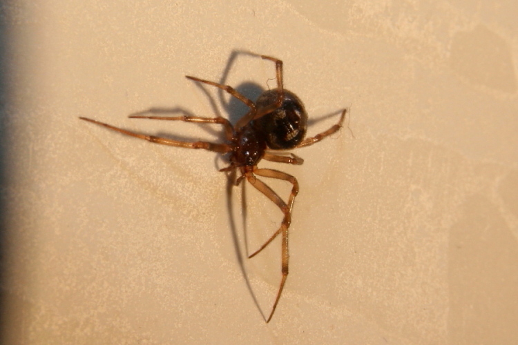 malmignatta?No. Steatoda triangulosa.