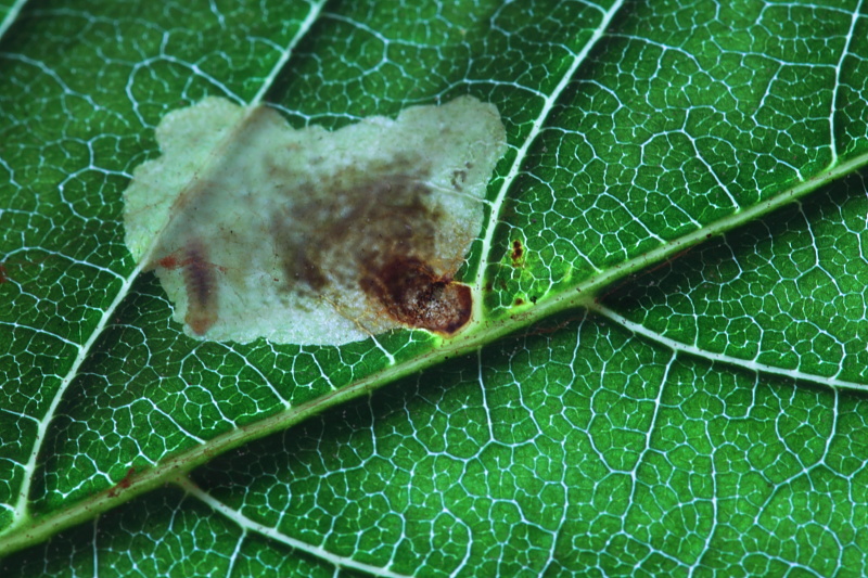 Cameraria ohridella