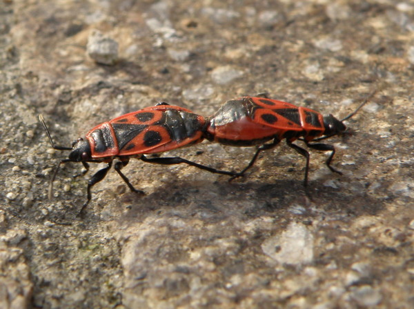 Curiosit Pyrrhocoris apterus