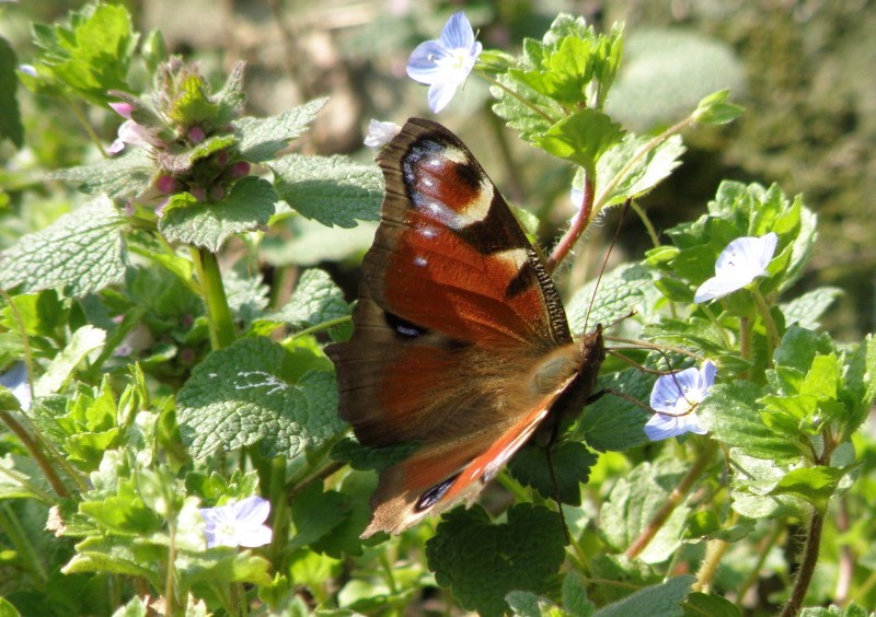 Identificazione farfalla:  Aglais io