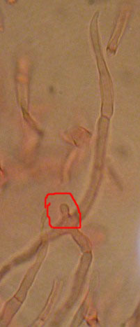 Alcuni ritrovamenti in lecceta