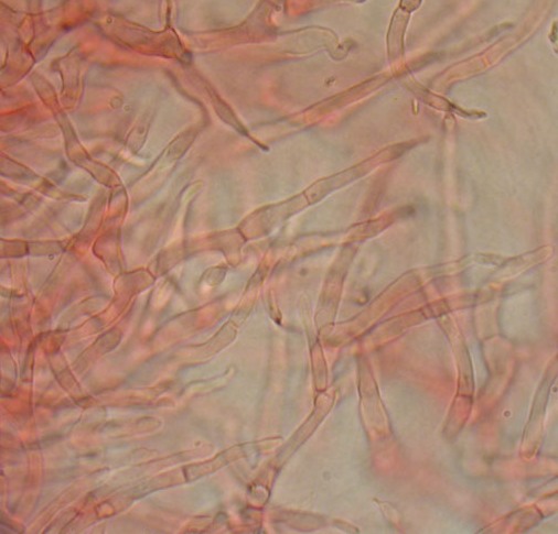 Alcuni ritrovamenti in lecceta