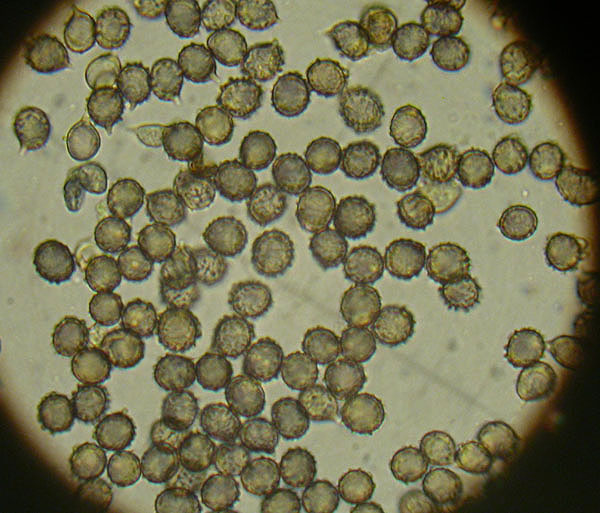 Alcuni ritrovamenti in lecceta