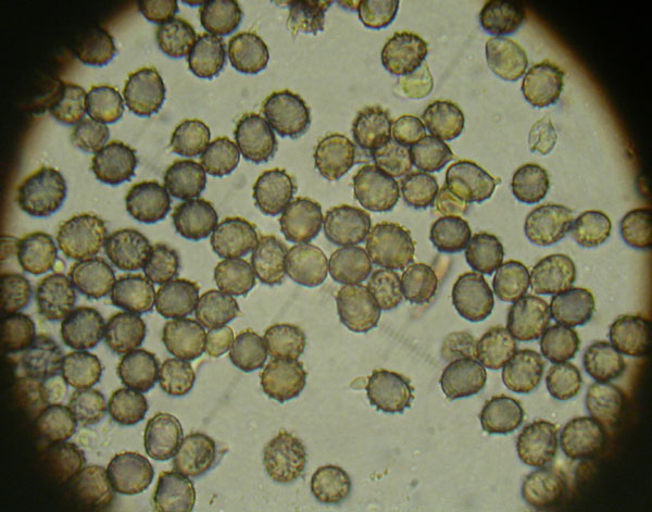 Alcuni ritrovamenti in lecceta