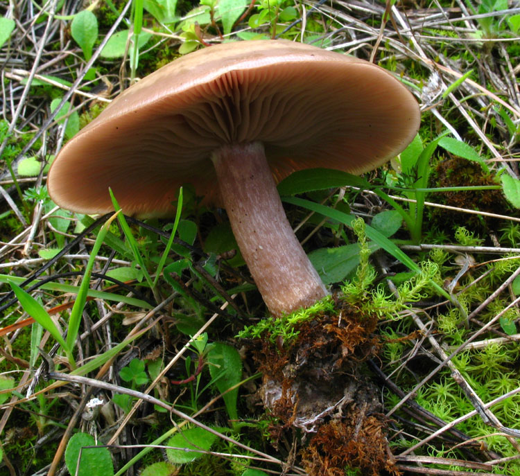Lepista sordida