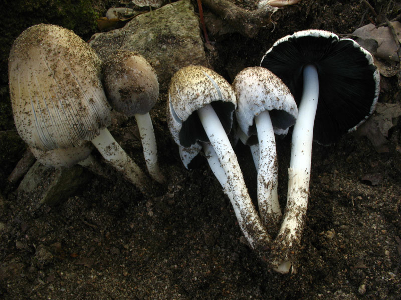 Alcuni ritrovamenti in lecceta