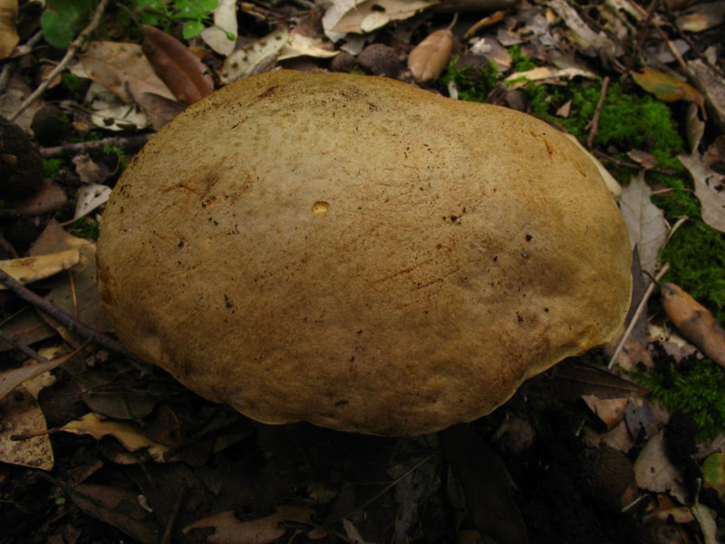 Alcuni ritrovamenti in lecceta