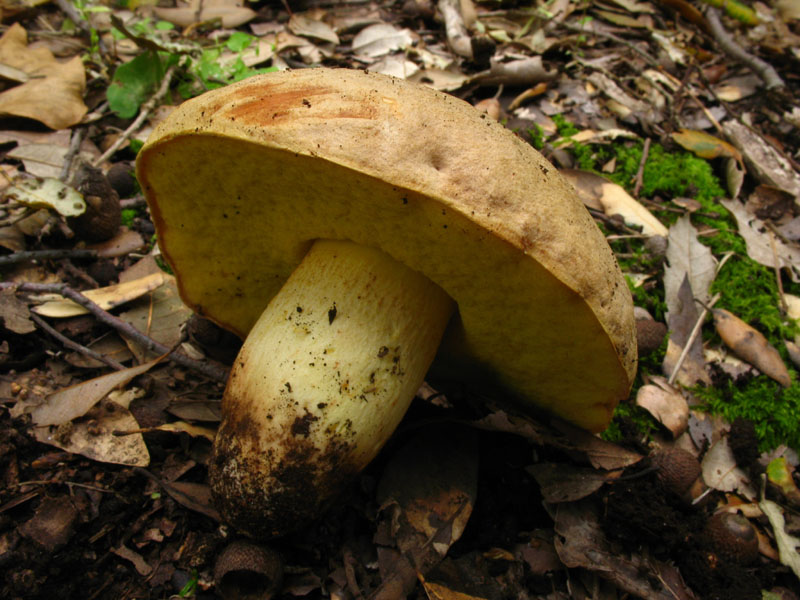 Alcuni ritrovamenti in lecceta