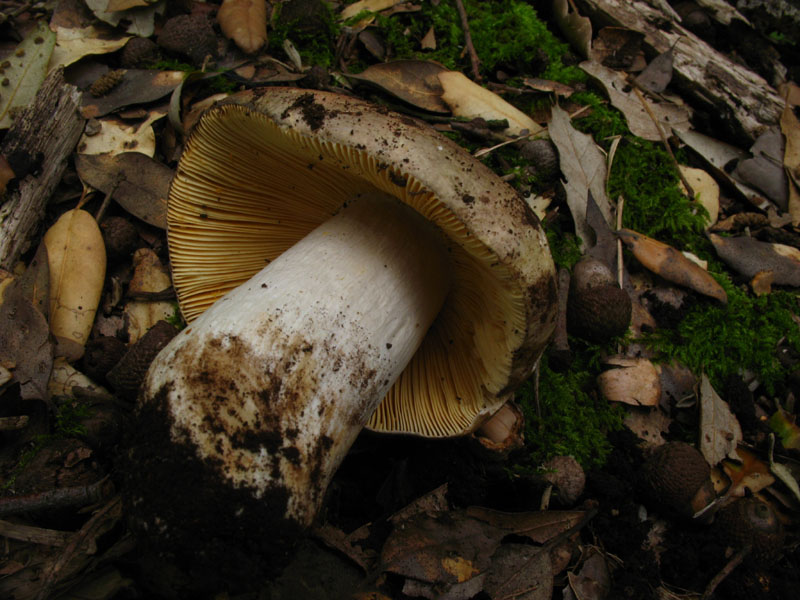 Alcuni ritrovamenti in lecceta