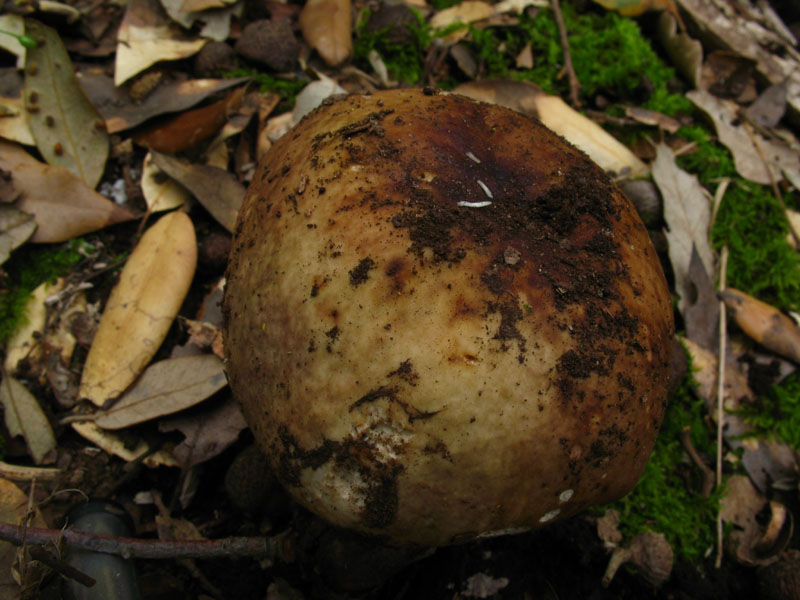 Alcuni ritrovamenti in lecceta