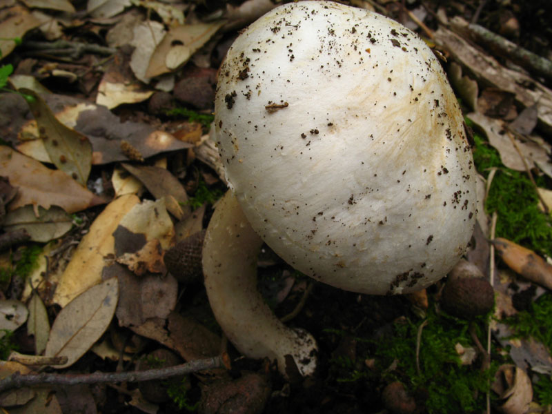 Alcuni ritrovamenti in lecceta