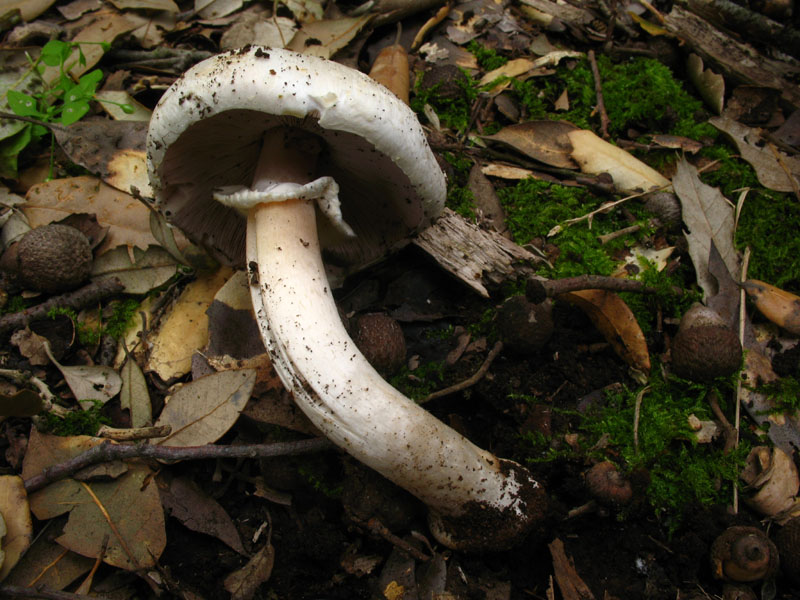 Alcuni ritrovamenti in lecceta