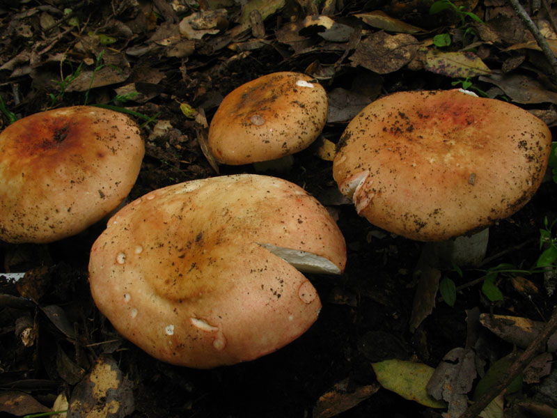 Alcuni ritrovamenti in lecceta