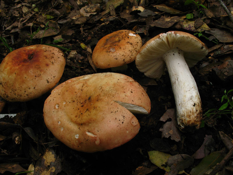 Alcuni ritrovamenti in lecceta