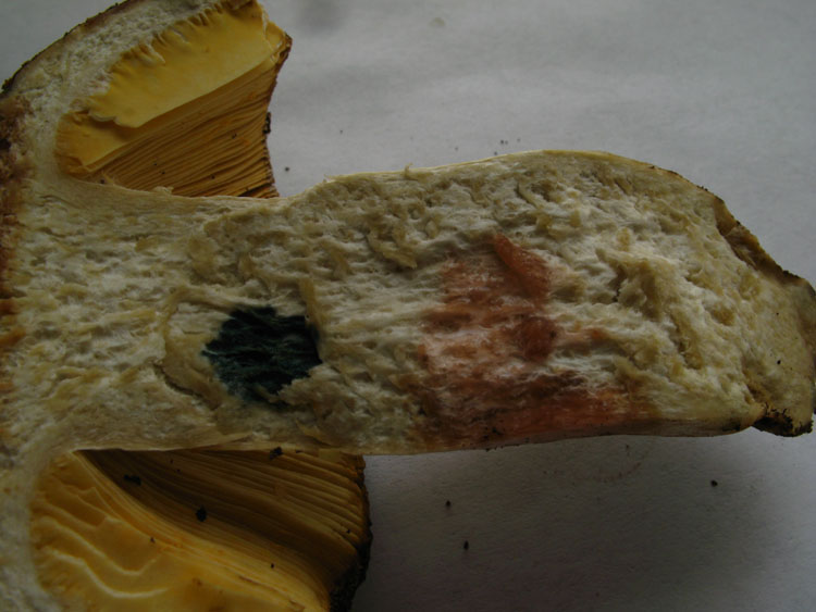 Alcuni ritrovamenti in lecceta