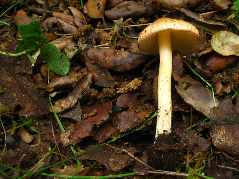 Inocybe bresadolae