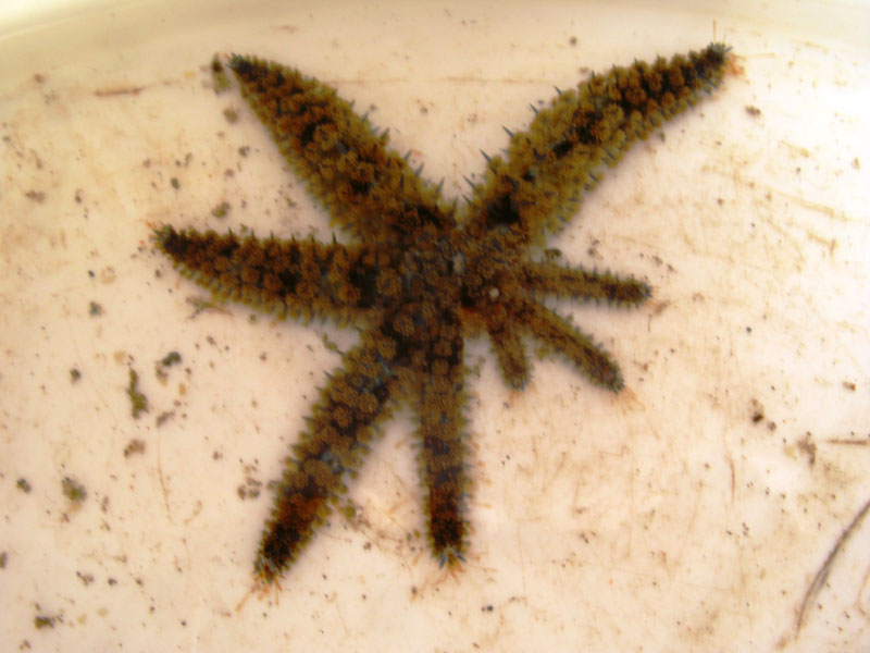 Coscinasterias tenuispina (Lamarck, 1816)
