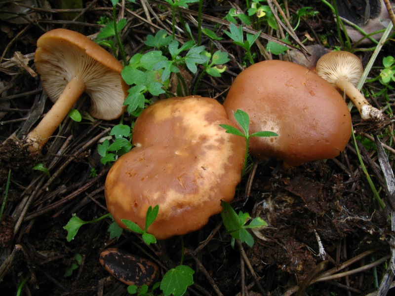 Clitocybe vermicularis