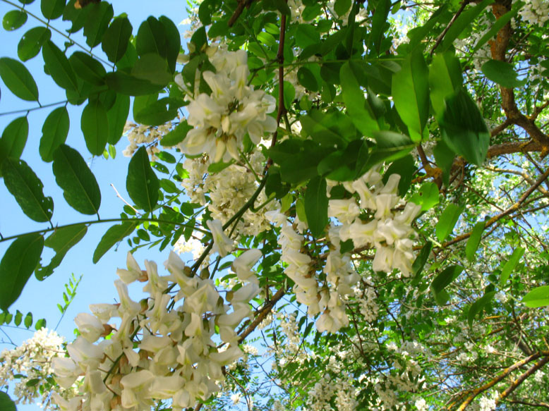 Robinia pseudoacacia