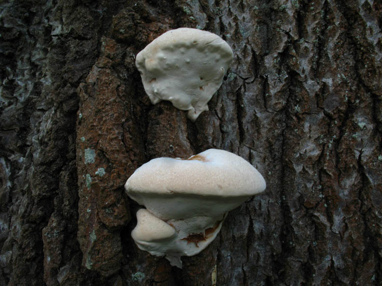 Polyporacea da det. (Ganoderma sp.)
