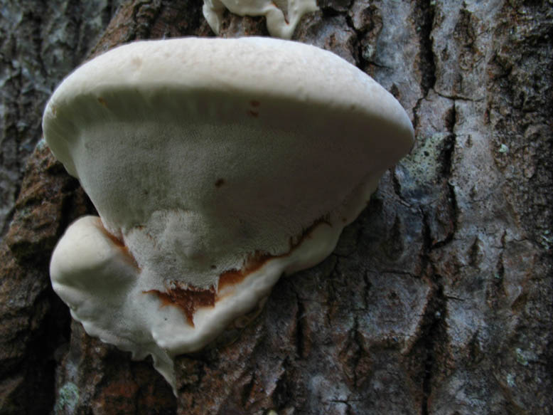 Polyporacea da det. (Ganoderma sp.)